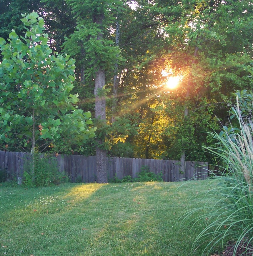 Sunrise through trees