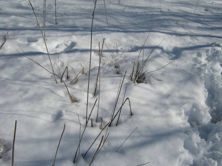 snowbound weeds in the meadow