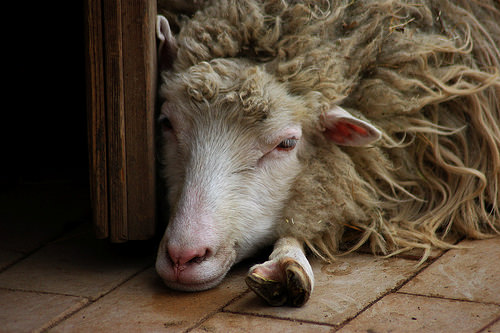 16751659177_4c78e8836f