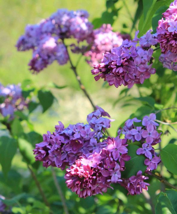 Lilacs