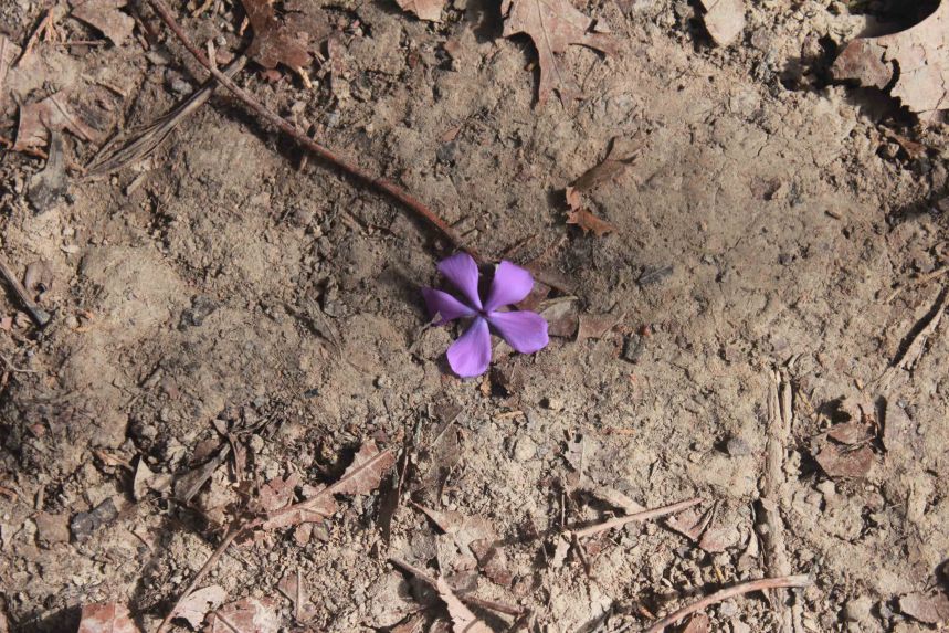 Gans Creek blog phlox (021)