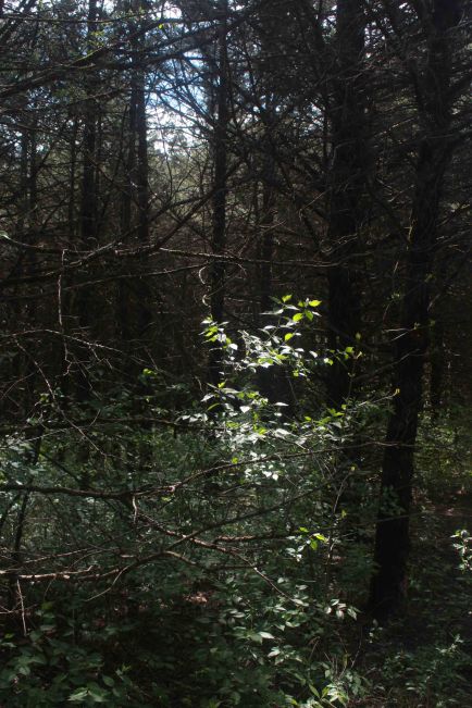 Gans Creek blog shaft of light (138)