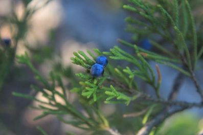 cedar-berries