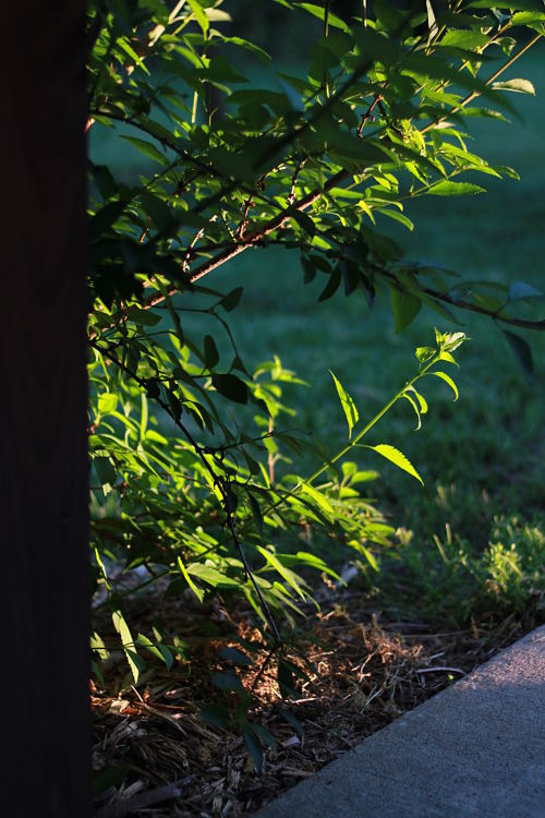 Golden Hour Forsythia
